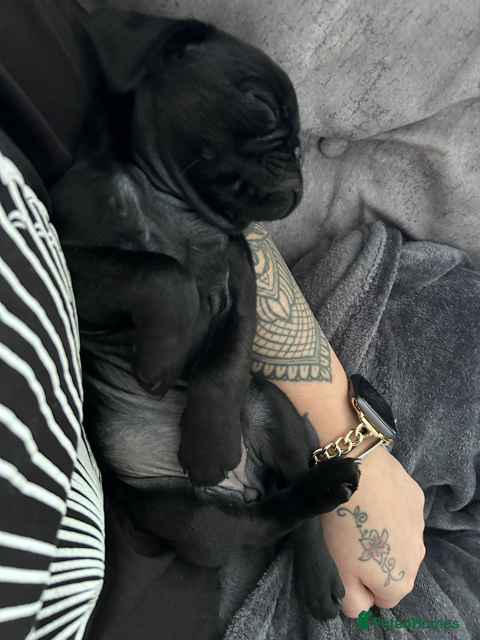 Pug dogs for sale: Pug puppy - Advert 4