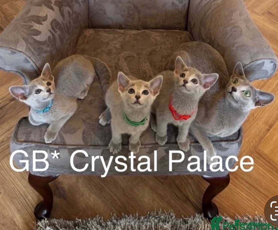Russian Blue cats Russian Blue Full Pedigree American Champion Lines - Advert 1