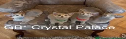 Russian Blue cats for sale: Full Pedigree American Champion Lines Russian Blue - Advert 1