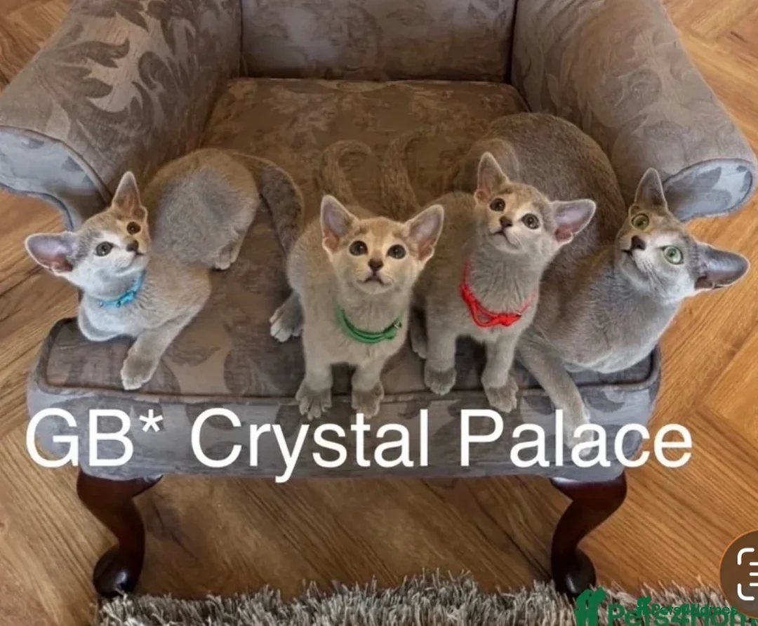 Russian Blue cats for sale: Full Pedigree American Champion Lines Russian Blue - Advert 1