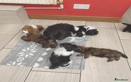 Shih Tzu dogs for sale: Shih tzu puppies - Image 1