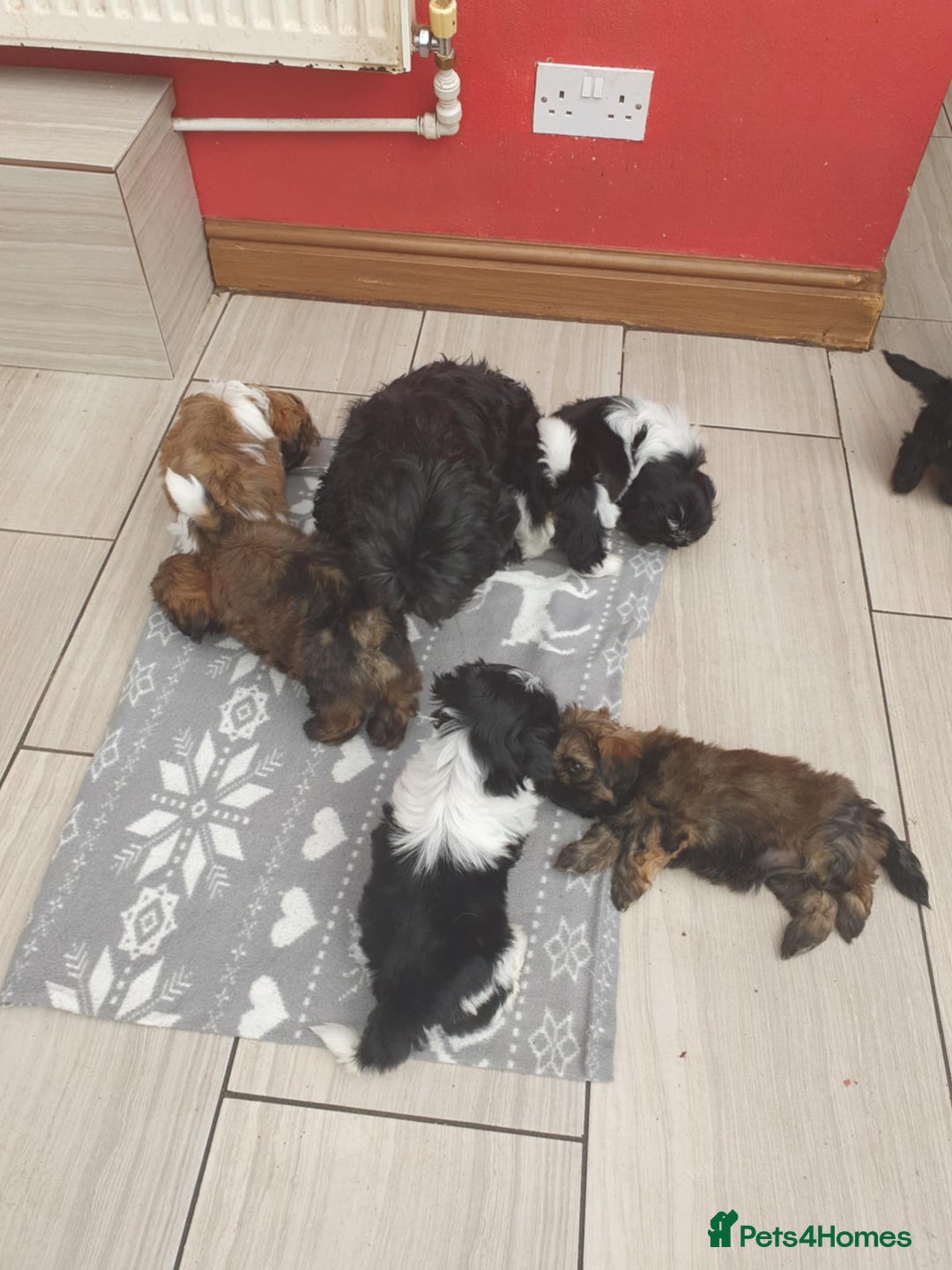 Shih Tzu dogs for sale: Shih tzu puppies - Image 1