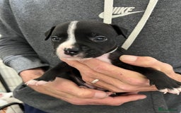 Mixed Breed dogs for sale: 3 Beautiful puppies looking for forever homes. - Advert 20