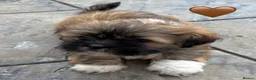 Lhasa Apso dogs for sale: Six Beautiful Puppies KC reg GPRA4 clear - Advert 8