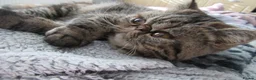 Exotic cats for sale: Beautiful Exotic female kittens Ready Now - Advert 14