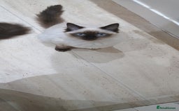 Ragdoll cats for sale: Ragdoll female  - Image 5