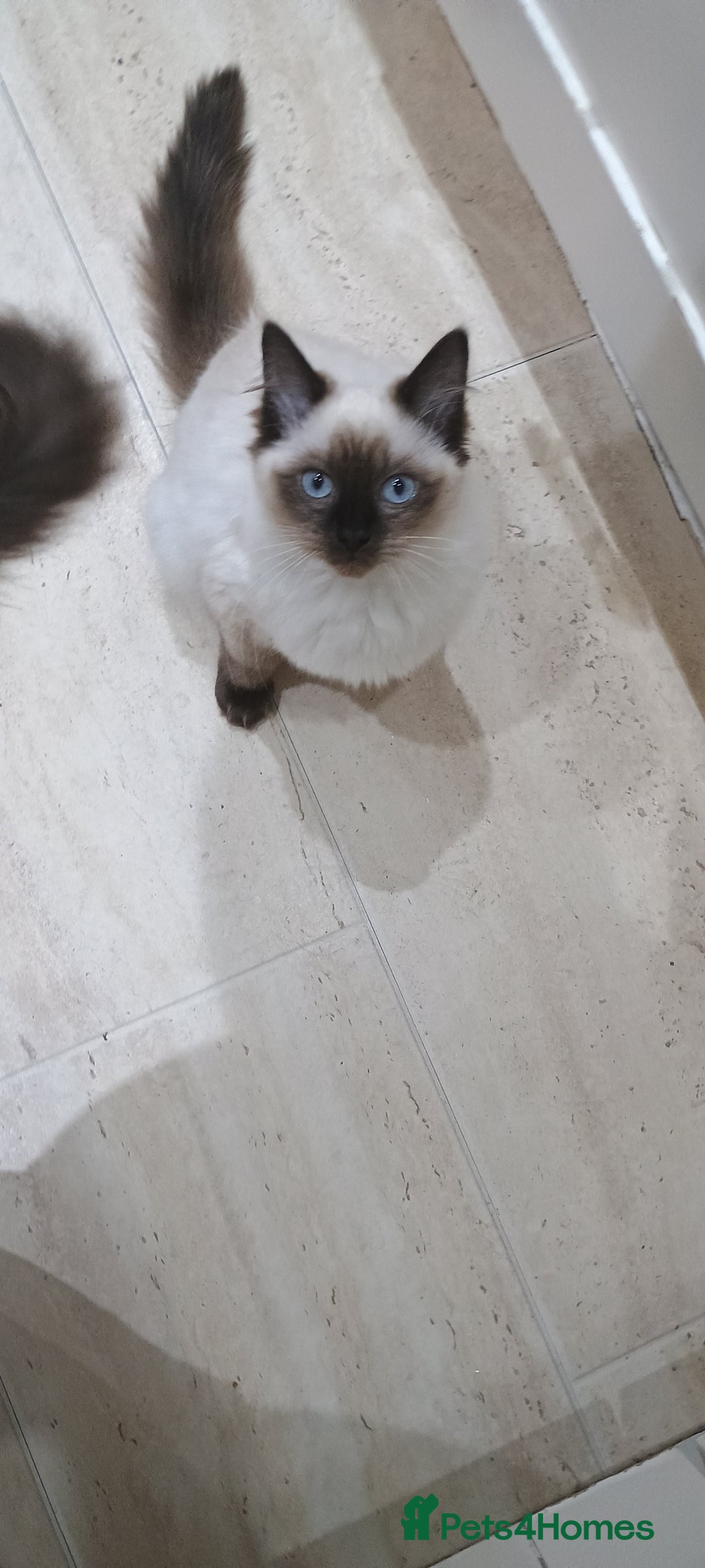 Ragdoll cats for sale: Ragdoll female  - Image 5