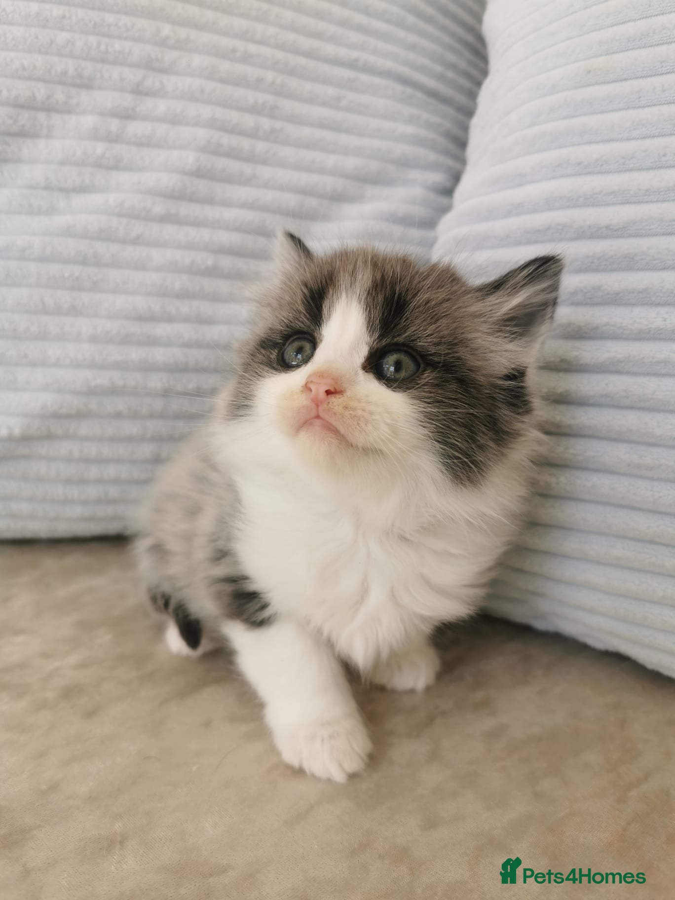 Mixed Breed cats Maine Coon Kittens - Advert 1
