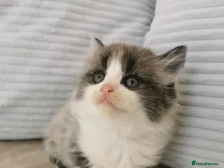 Mixed Breed cats Maine Coon Kittens - Advert 1