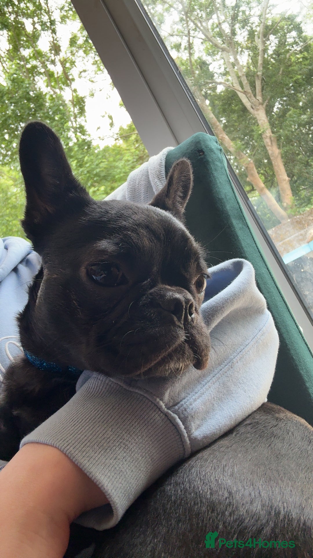 French Bulldog dogs for sale: Luna the Frenchie *FREE* - Image 12