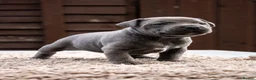 Staffordshire Bull Terrier dogs for sale: Amazing Staffordshire bull terrier litter!  in Welwyn Garden City - Advert 33