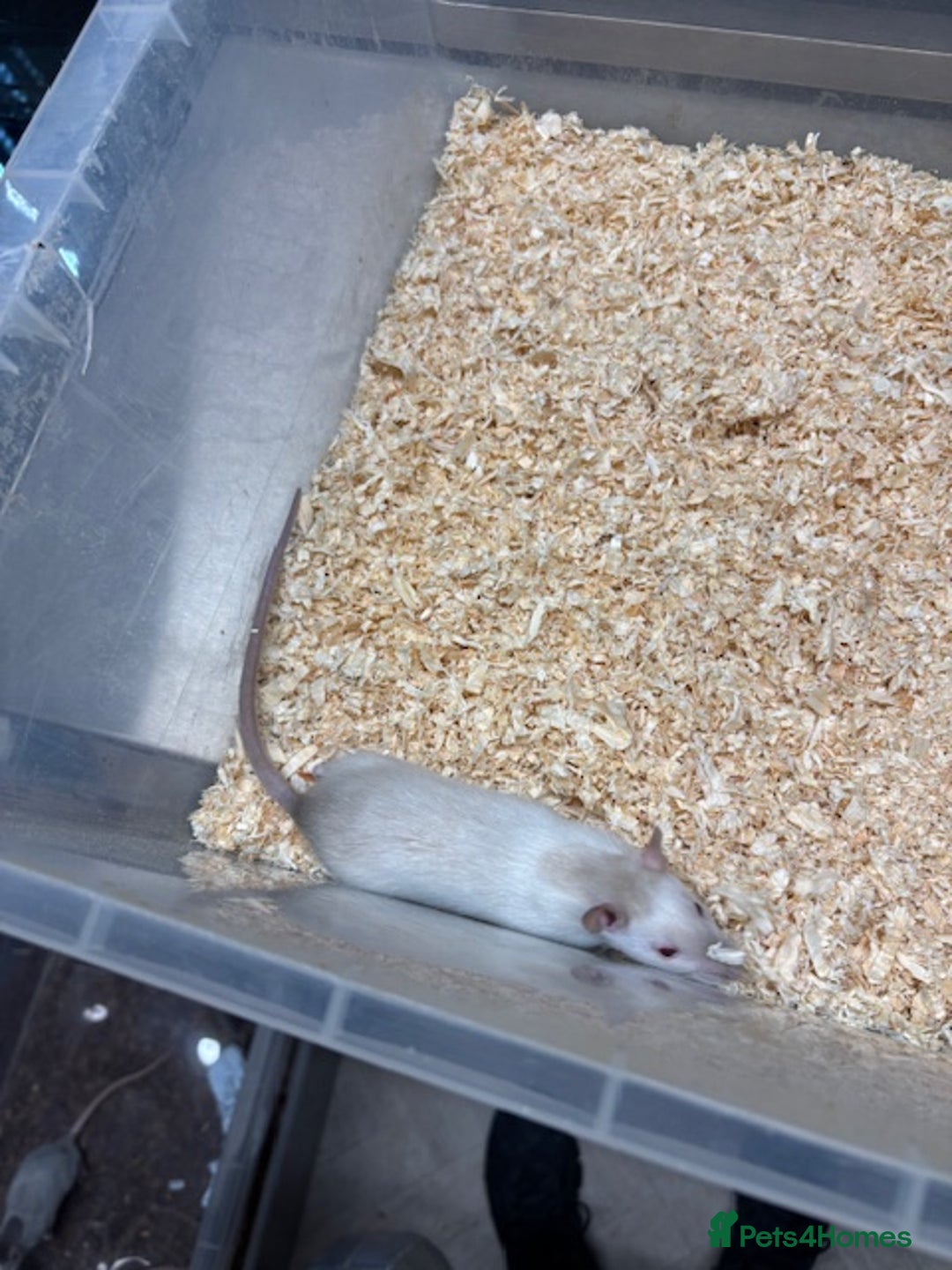 Rat rodents for sale: Male & female rats for sale - Advert 5