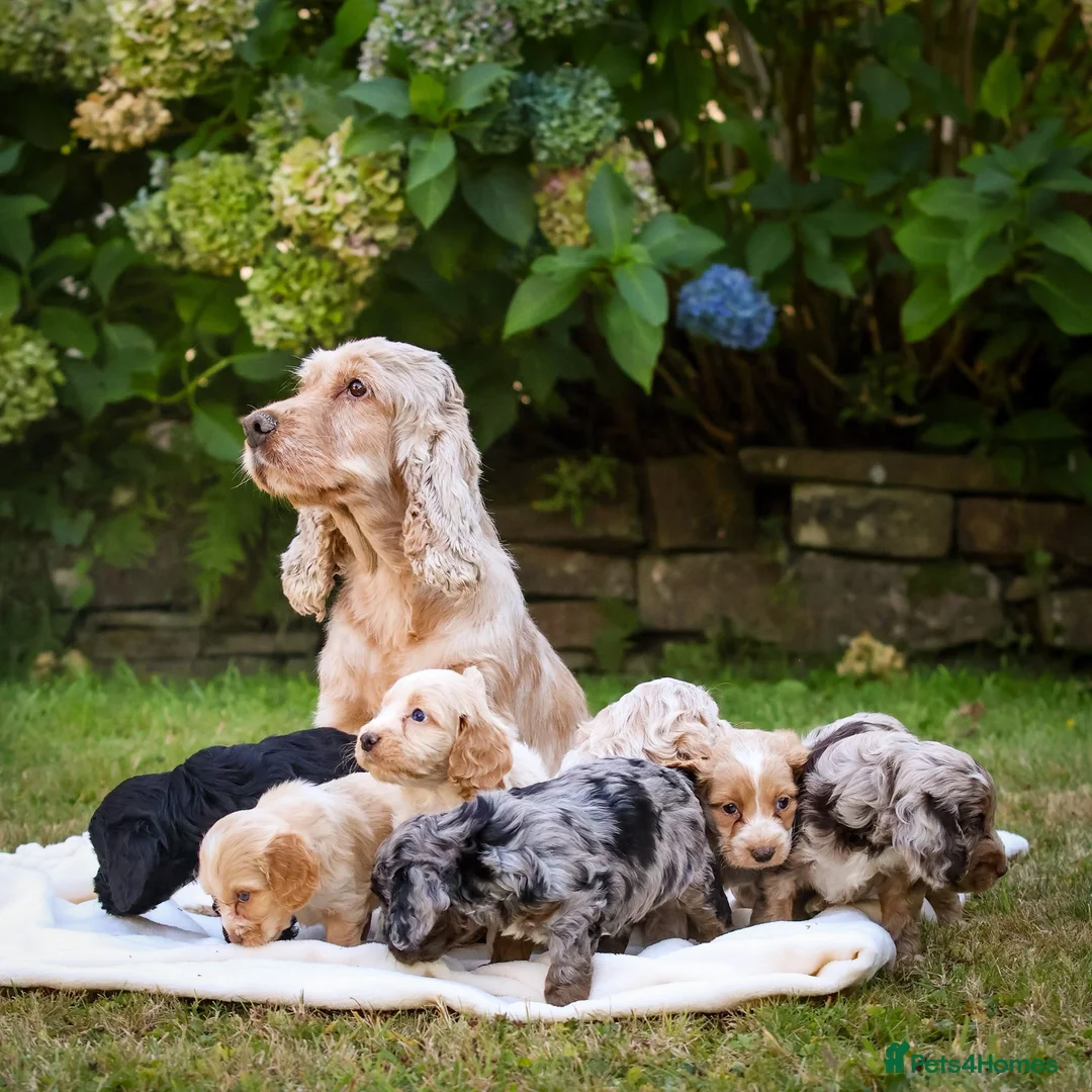Cockapoo dogs for sale: 7 Beautiful F1 Cockapoo’s  - Advert 1