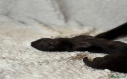 Domestic Shorthair cats for sale: 🐾✨ Gorgeous Fluffy Black Kittens – Ready 24/12 🐾 - Image 13