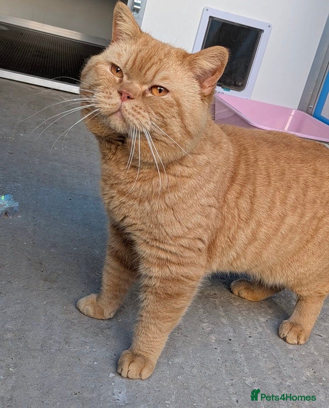 British Shorthair cats for sale: Show champion red British shorthair boy for sale  - Image 5