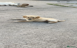 Golden Retriever dogs for sale: Golden Retriever  - Image 2