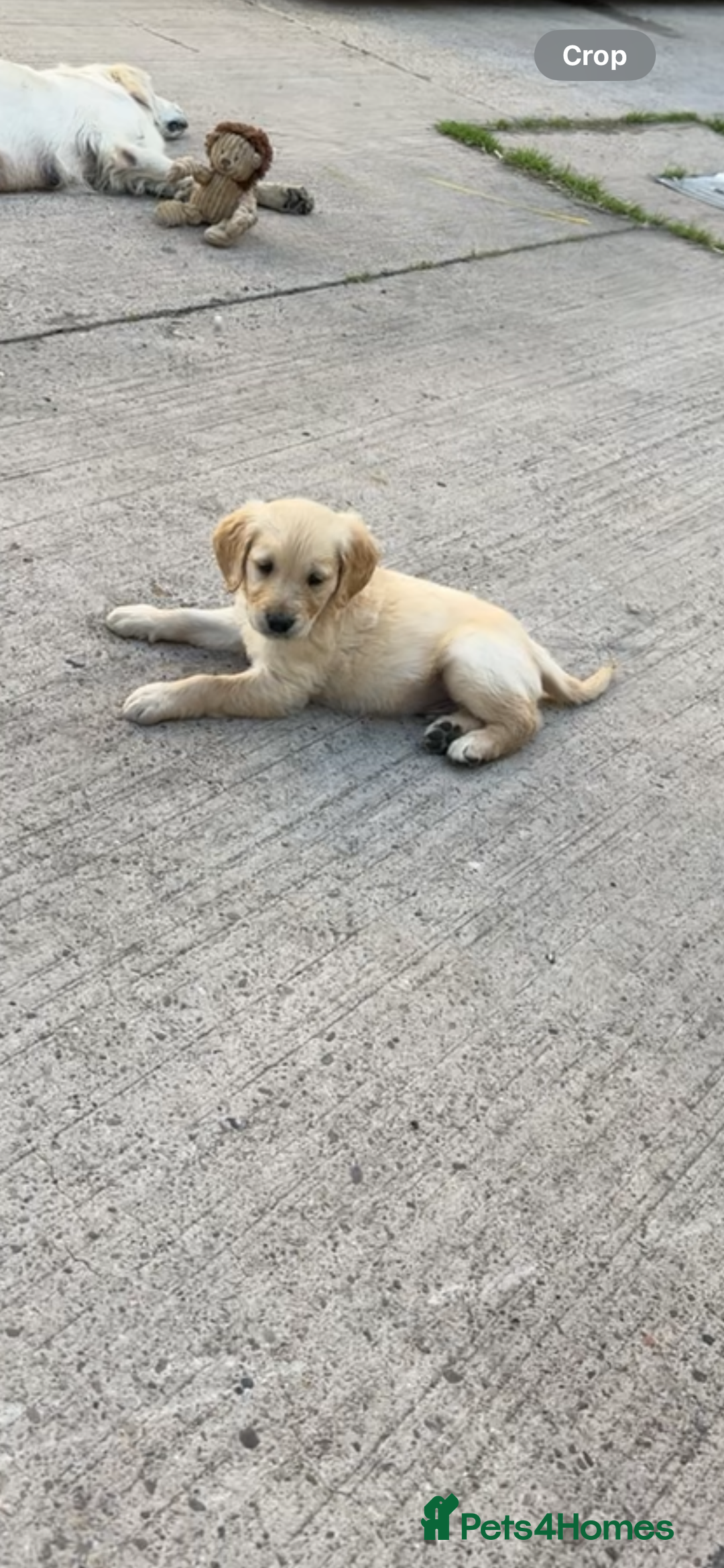 Golden Retriever dogs for sale: Golden Retriever  - Image 2