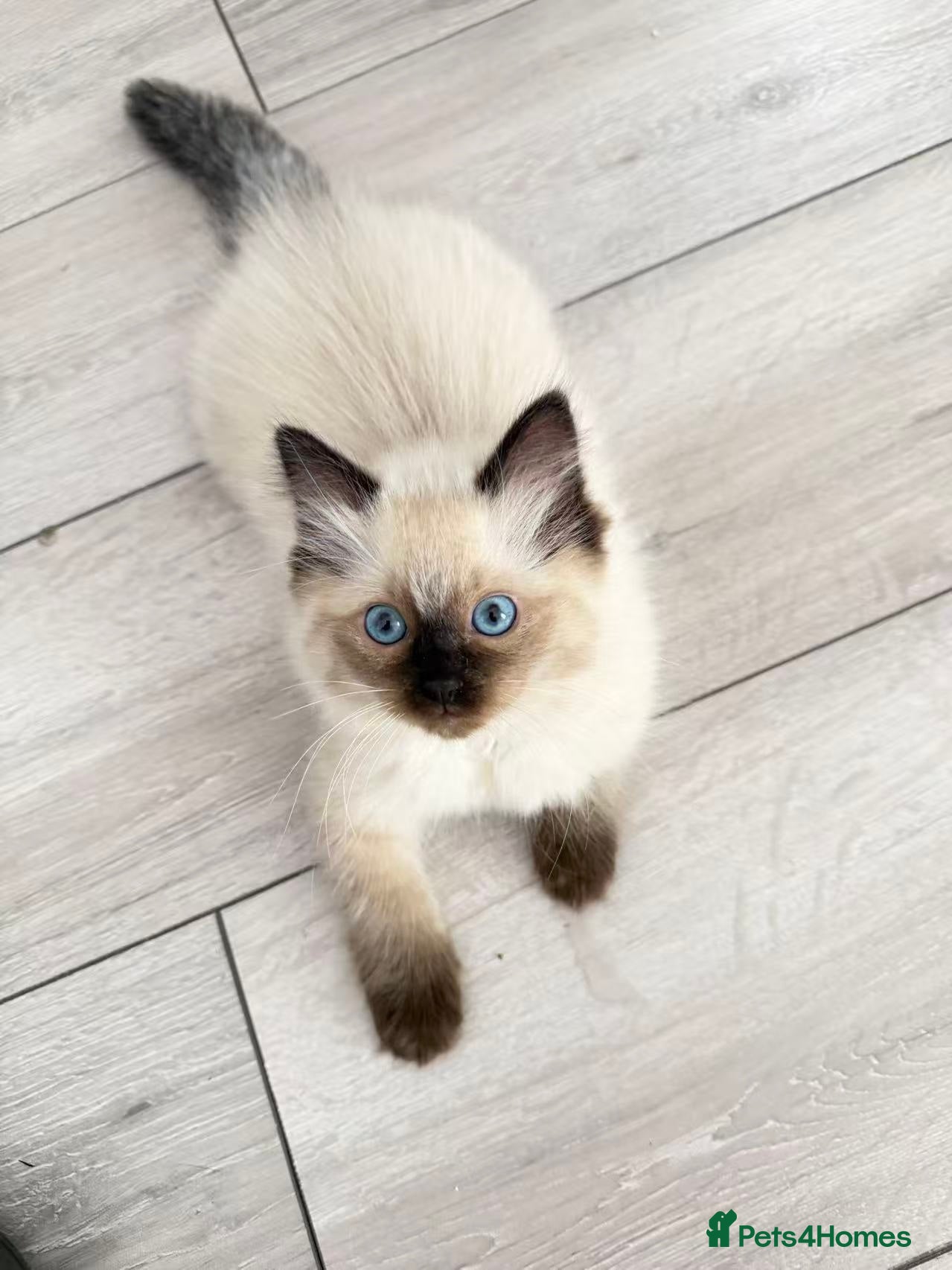 Ragdoll cats for sale: 🐾Stunning Ragdoll Kittens🧬DNA🏆ChampParents🐾 - Advert 7