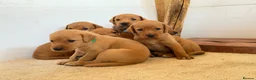 Labrador Retriever dogs for sale: Labrador Retriever puppies - Advert 27
