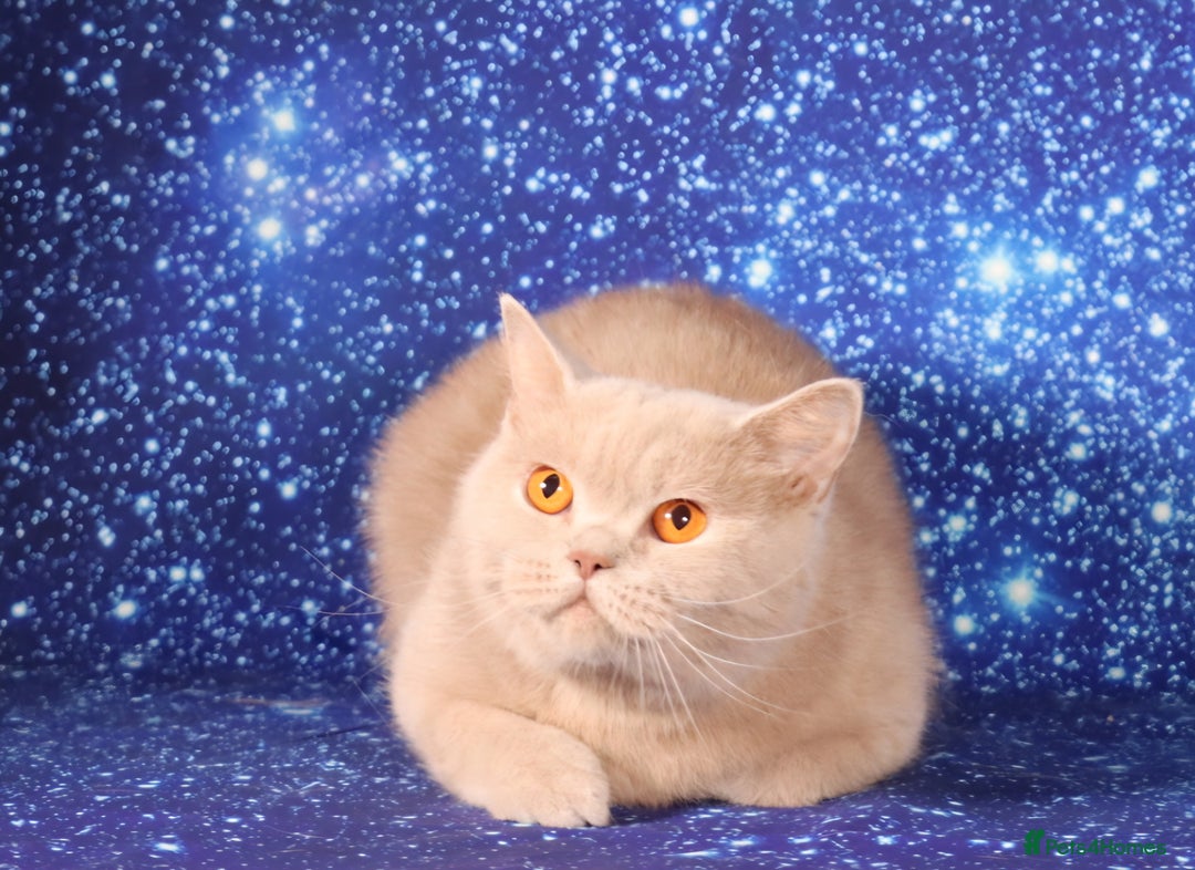 British Shorthair cats for sale: Retired Tica registered British shorthair females  - Image 8