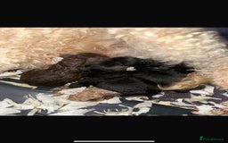 Toy Poodle dogs for stud: ***Kc chocolate phantom none fading *** in Retford - Image 12