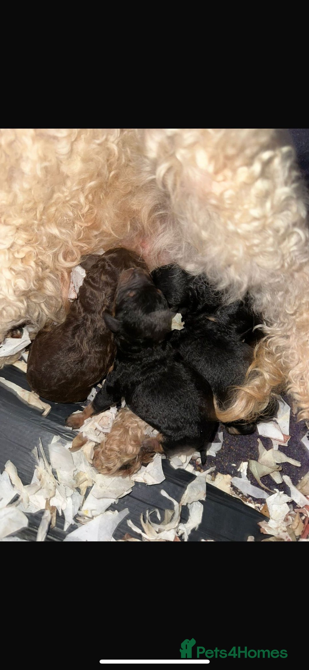 Toy Poodle dogs for stud: ***Kc chocolate phantom none fading *** in Retford - Image 12