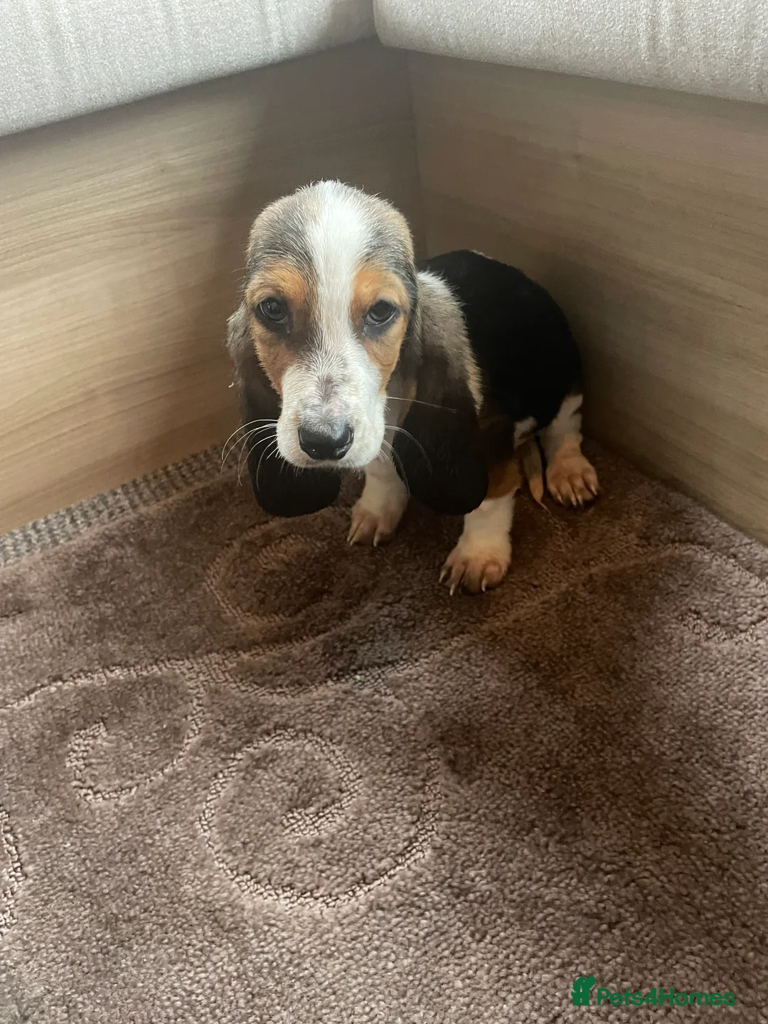 Basset Hound dogs for sale: Bassett hound puppies - Advert 6