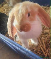 French Lop rabbits Beautiful French Lop bunnies - Advert 1