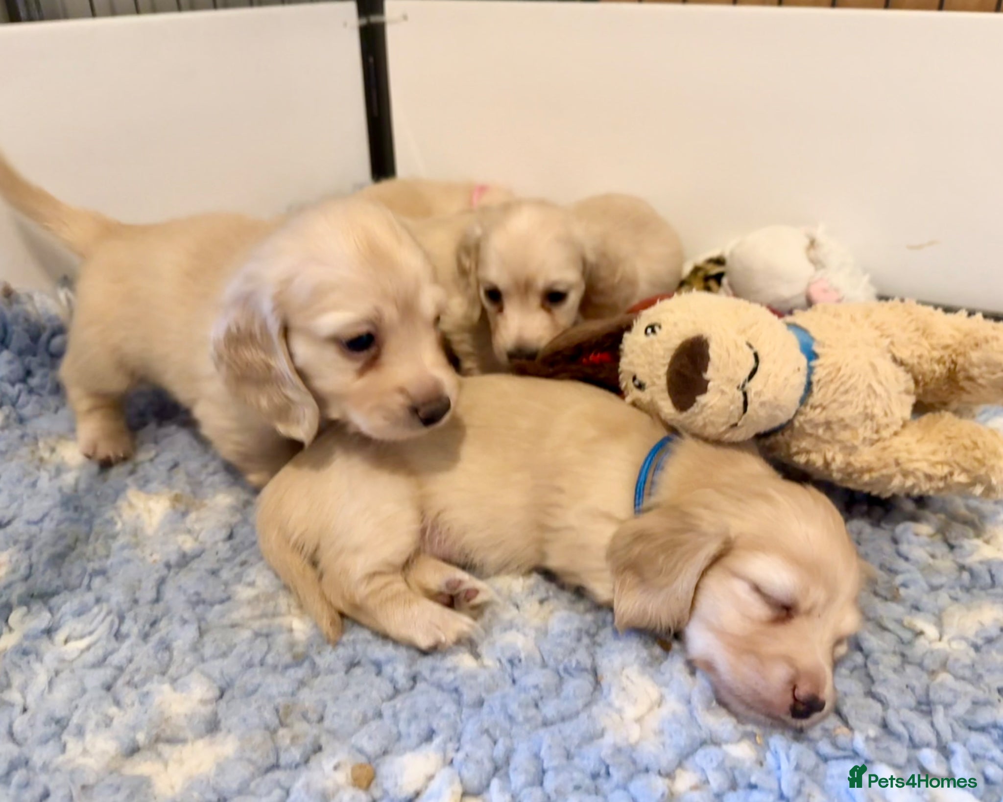 Miniature Dachshund dogs Cream long haired kc miniature dachshunds  - Advert 1