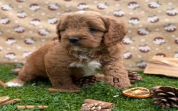 Cavapoo dogs for sale: Cavapoo *Ready 15th Nov* - Image 6