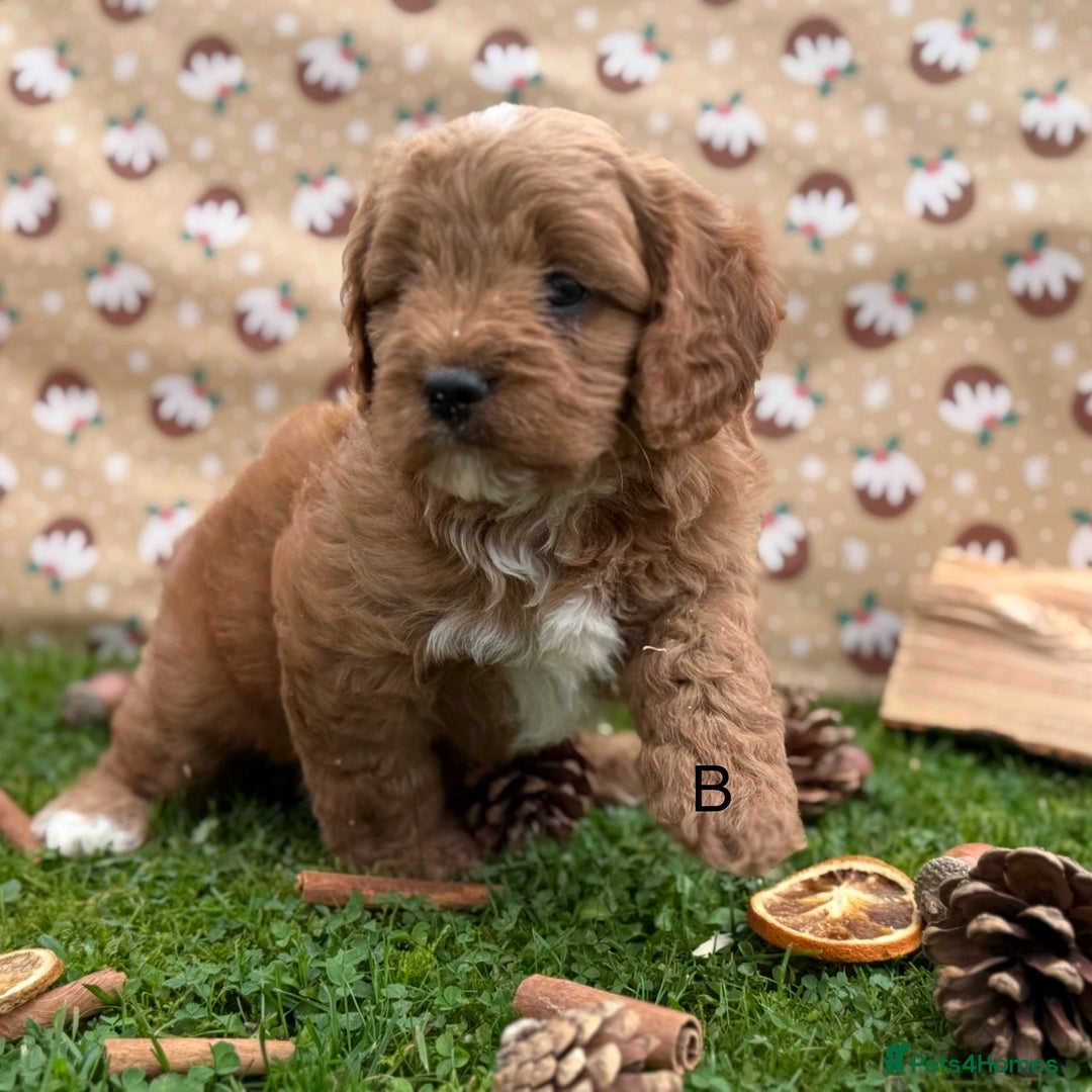 Cavapoo dogs for sale: Cavapoo *Ready 15th Nov* - Image 6