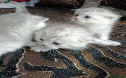 British Shorthair cats for sale: Chunky kittens for sale  - Advert 6