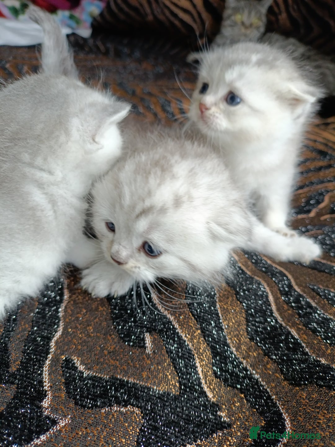 British Shorthair cats for sale: Chunky kittens for sale  - Advert 6