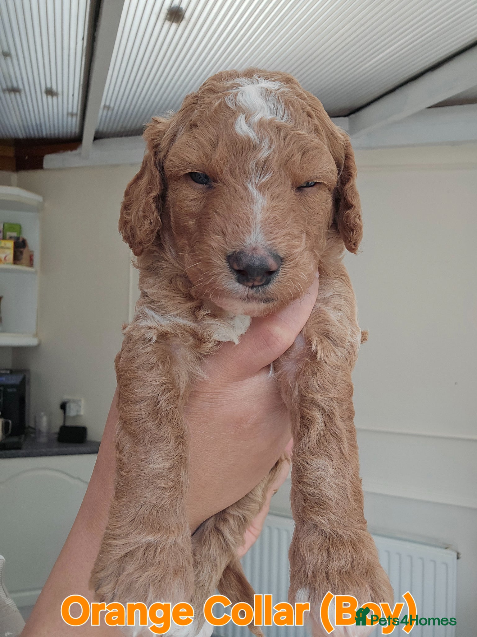 Cockapoo dogs F1B Mini Cockapoo Puppies 2Girls & 4Boys Available - Advert 1