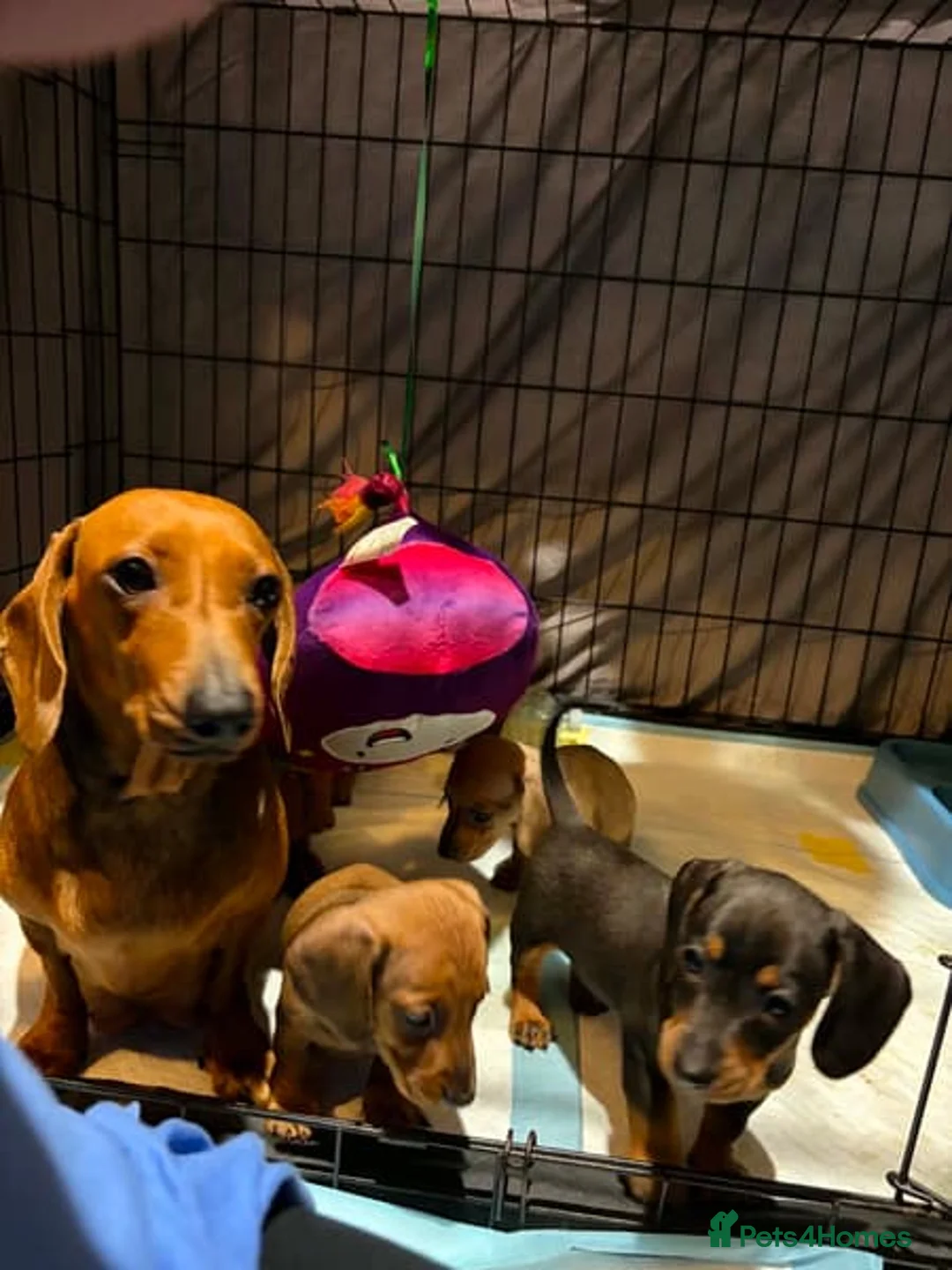 Dachshund dogs for sale: Dachshund puppies for sale in Cardiff - Advert 2