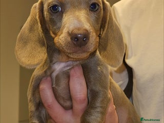 Miniature Dachshund dogs - Advert 21