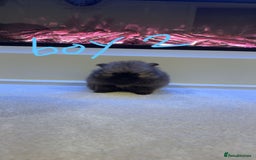 Pomeranian dogs for sale: Tiny Pomeranian puppys - Image 5