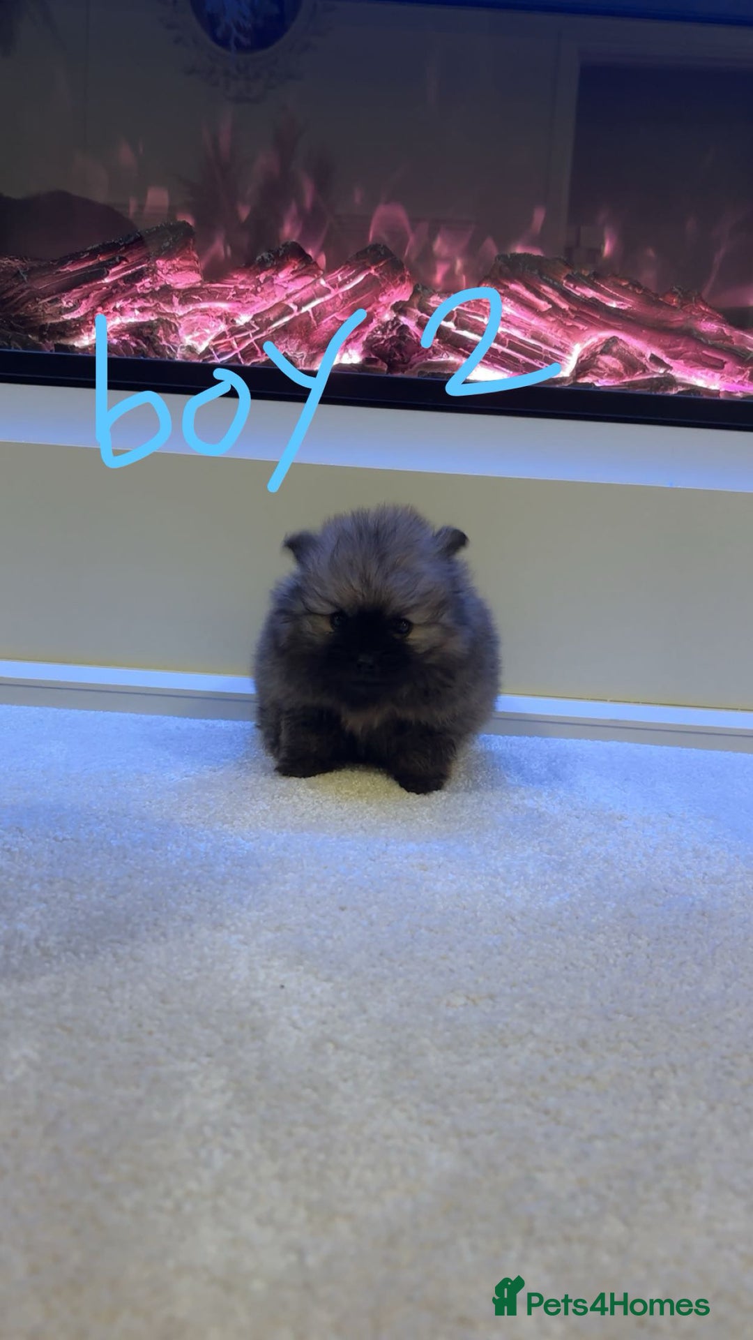 Pomeranian dogs for sale: Tiny Pomeranian puppys - Image 5