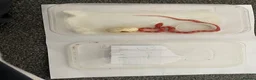 Corn Snake reptiles for sale: Corn Snakes - Advert 4