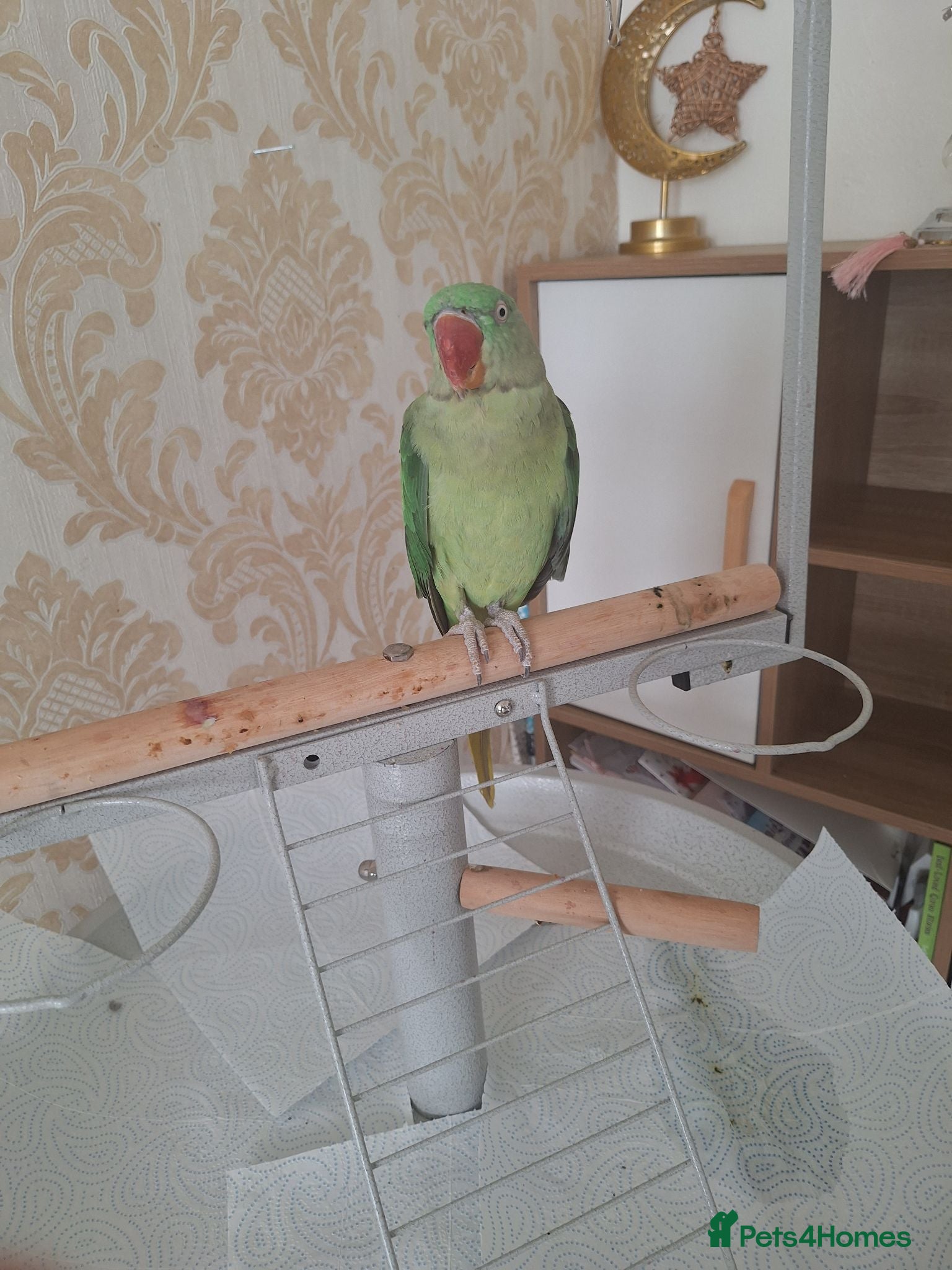 Parrots birds Alexandrine parrot  - Advert 1