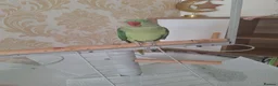 Parrots birds for sale: Alexandrine parrot  - Advert 1