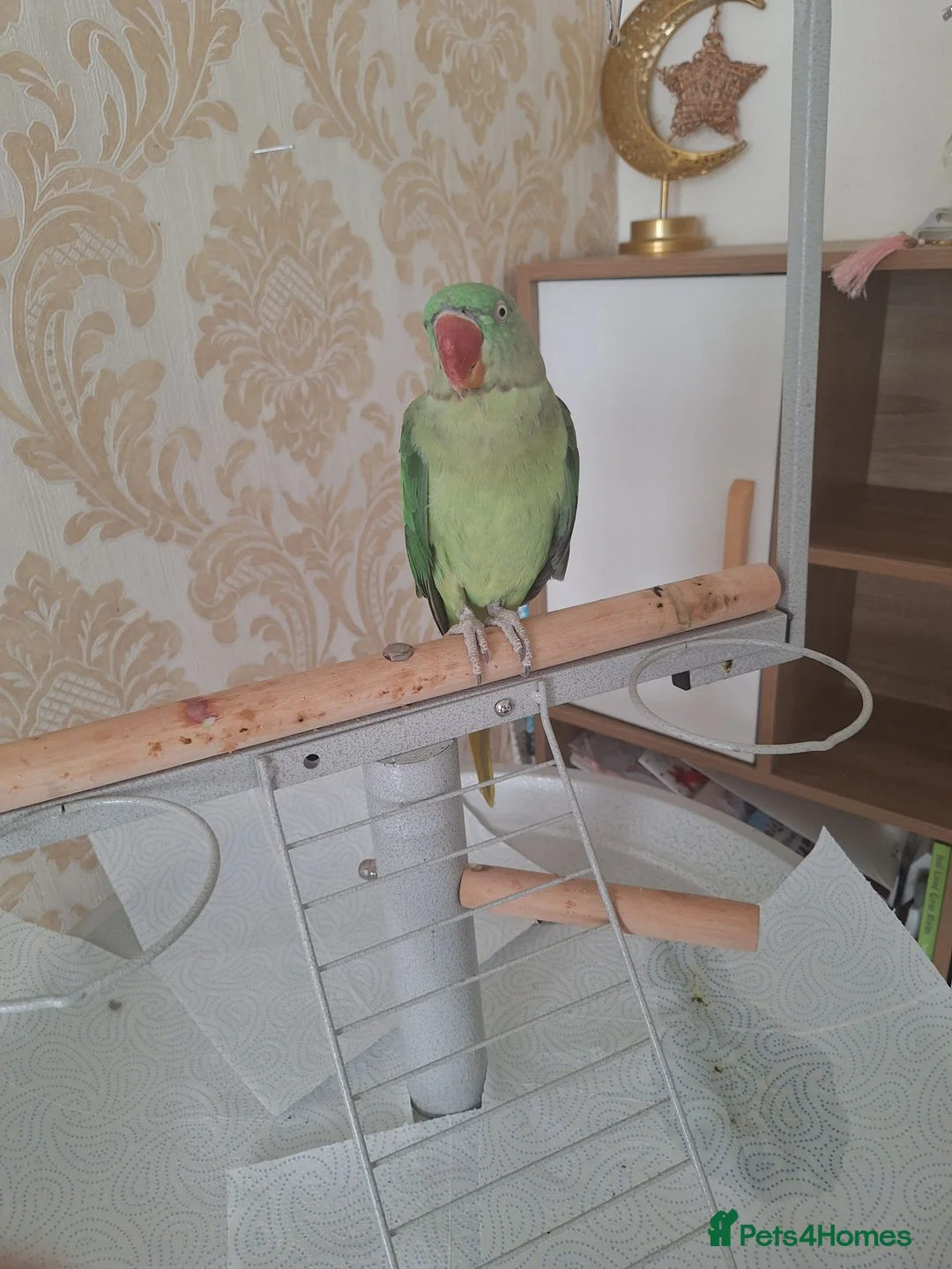 Parrots birds for sale: Alexandrine parrot  - Advert 1