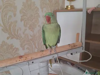 Parrots birds Alexandrine parrot - Advert 1