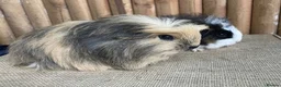 Guinea Pig rodents for sale: Baby girls - Advert 4
