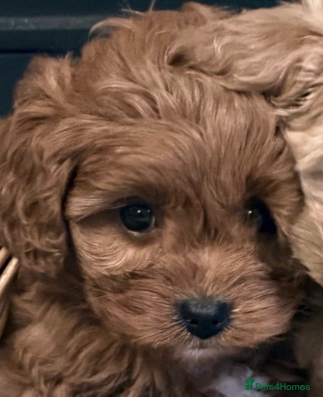 Cavapoo dogs F1 Heath Tested Teddy Faced Cavapoo Darlings  - Advert 2
