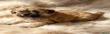Shih Tzu 2