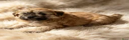 Shih Tzu dogs for sale: GORGEOUS MALSHI~POOS ~ SHIH TZU TYPE  - Advert 3