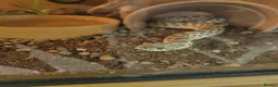 Mixed Breed reptiles for sale: Adult Male Western Hognose Snake with full set up  in Carmarthen - Advert 5