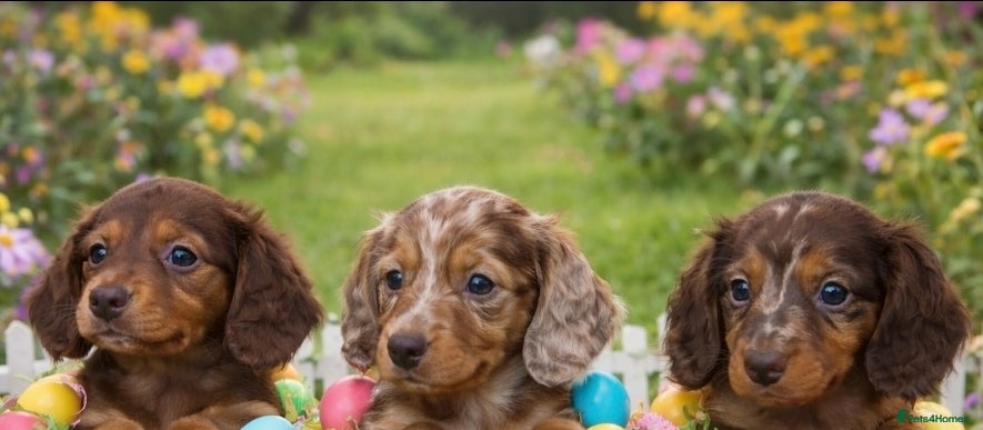 Dachshund dogs Miniature longhair dapple pups - Advert 1