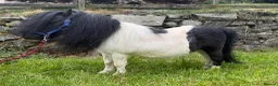 Shetland pony horses for sale: SPSBS registered stallion  - Advert 3
